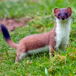 Stoat