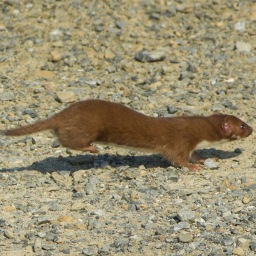 Weasel