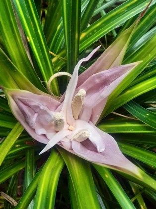 Kiekie Flower Surrounded by Tāwhara Bracts